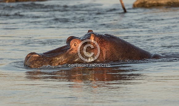 Hippopotamus Hippopotamus