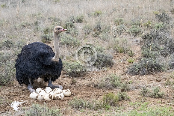 Ostrich with Nest - Male