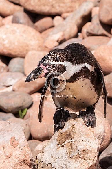 Humboldt Penguin Full Body On Rocks Humboldt Penguin Full Body On Rocks