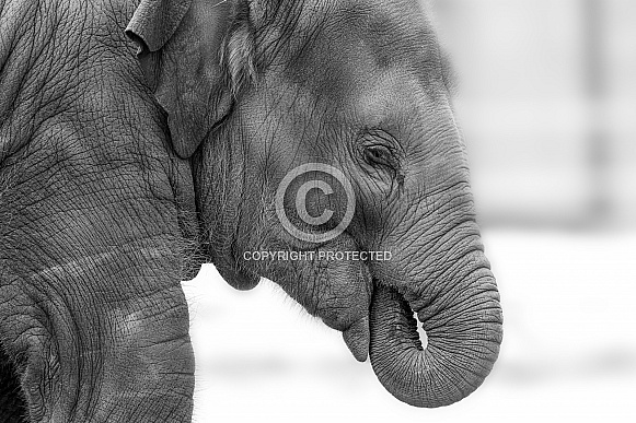 Asian Elephant