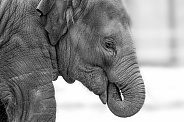 Asian Elephant