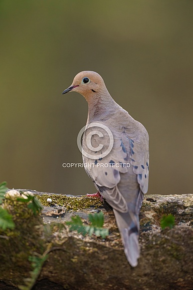 Mourning Dove