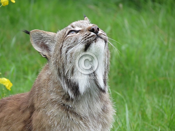 Canadian Lynx