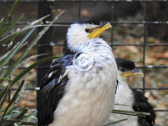 Pied Cormorant Pied Cormorant