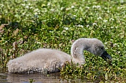 Young swans