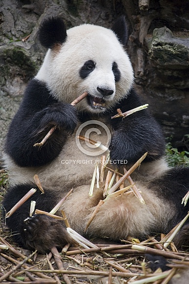 Giant Panda - (Ailuropoda melanoleuca) - China