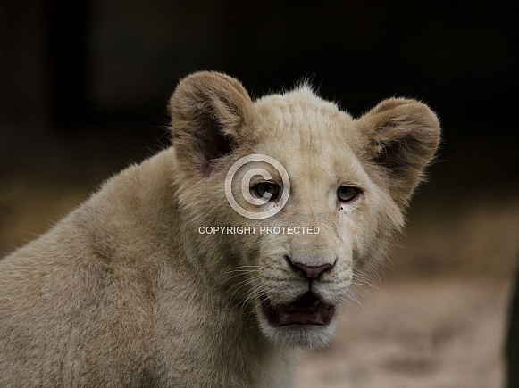 White Lion Cub White Lion Cub