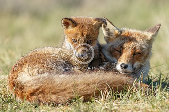 Red fox cubs Red fox cubs