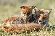 Red fox cubs