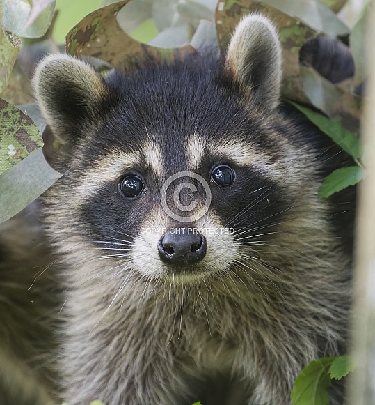 Raccoons