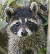 Raccoons
