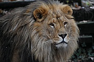 African Lion