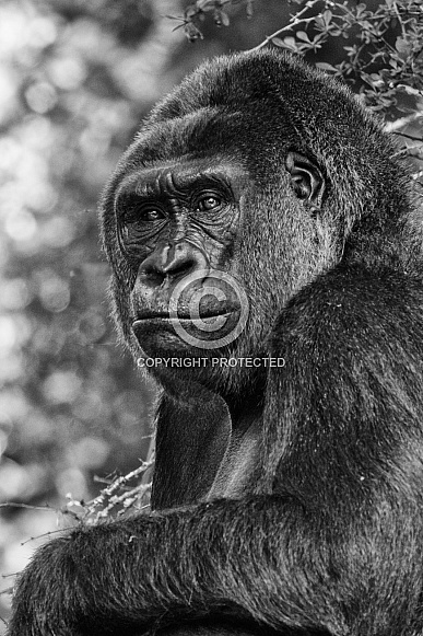 Western Lowland Gorilla-Big Boy