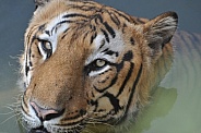 Royal Bengal Tiger in Water