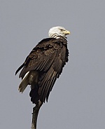 Bald Eagle