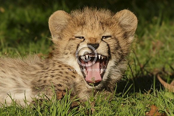 Cheetah Cub Cheetah Cub