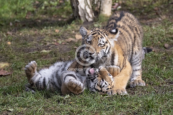 Tiger cubs playing