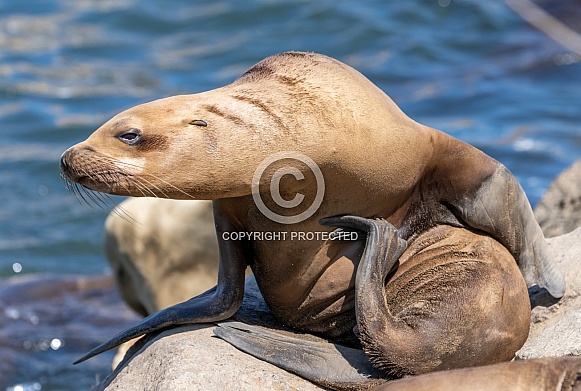 CA sea lion scratching with his flipper