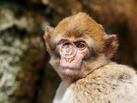 Barbary macaque (Macaca sylvanus)