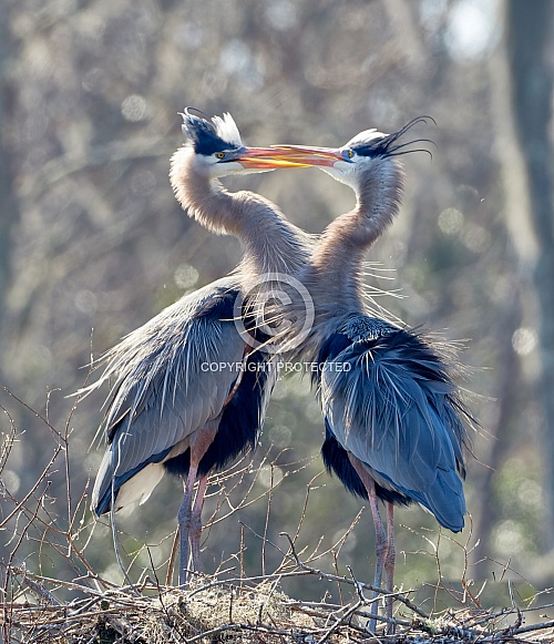 Great Blue Herons Great Blue Herons