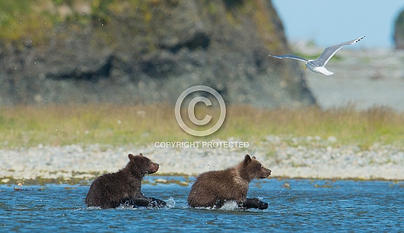 Wild brown bear Wild brown bear