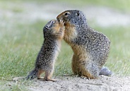 Ground Squirrel Love