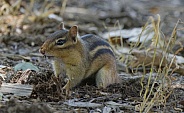 Chipmunk