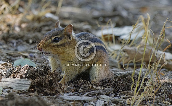 Chipmunk