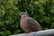 Wild Dove