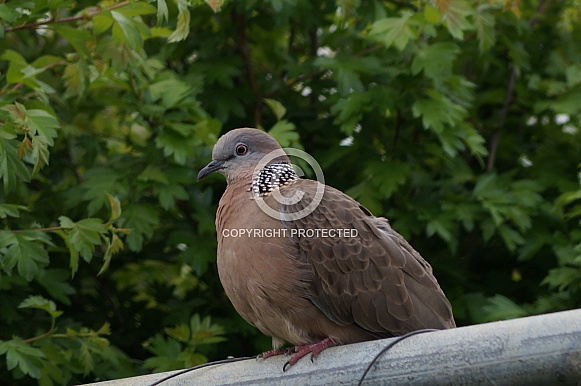 Wild Dove