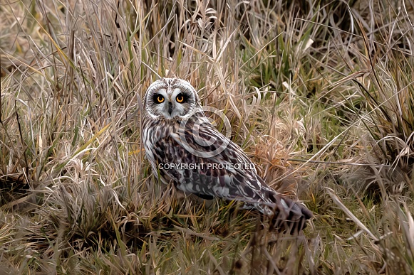 Short-Eared Owl Short-Eared Owl