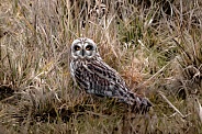 Short-Eared Owl