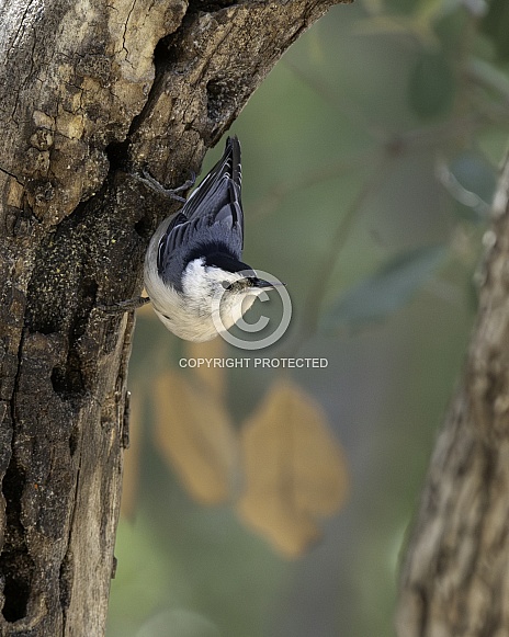 A White-Breasted Nuthatch in Arizona A White-Breasted Nuthatch in Arizona