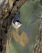 A White-Breasted Nuthatch in Arizona