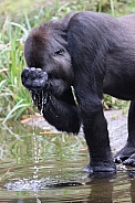 Western Lowland Gorilla (Gorilla Gorilla Gorilla)