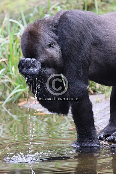 Western Lowland Gorilla (Gorilla Gorilla Gorilla)