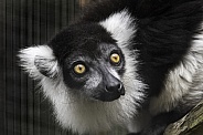 Black and White Belted Ruffed Lemur