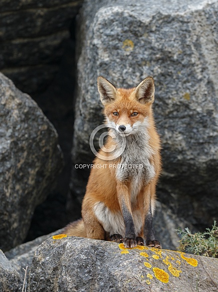 Red fox and cubs
