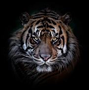 Sumatran Tiger