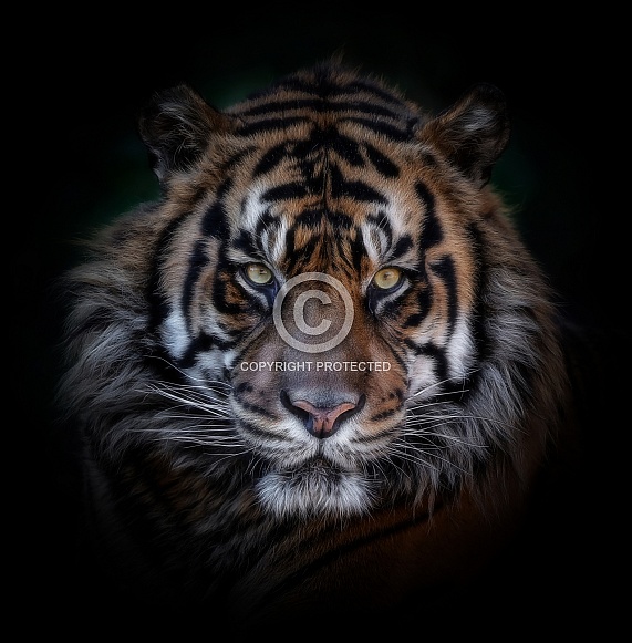 Sumatran Tiger