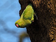 Ring necked parakeet (Psittacula krameri)