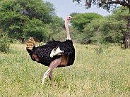 Ostrich, male