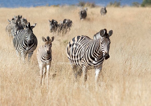 Zebra Kruger RSA Zebra Kruger RSA