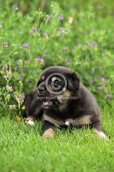 Dog Puppy