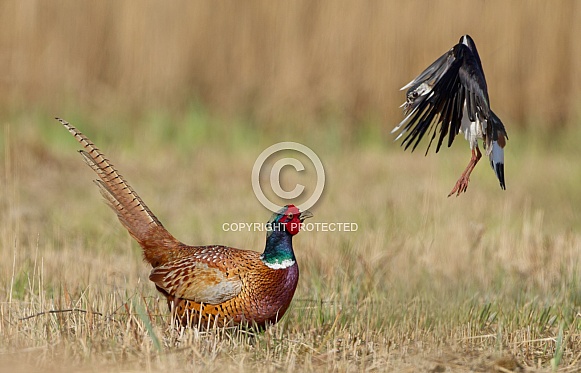 Pheasant bird a bird with beautiful colours