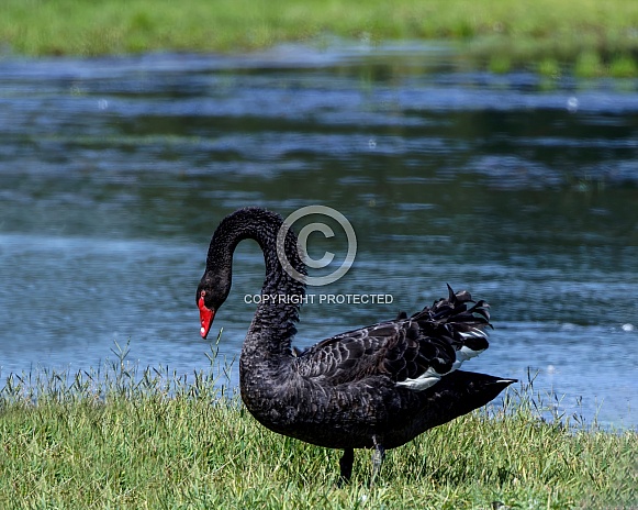 Swan--Black Swan Swan--Black Swan