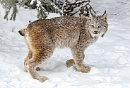 Canada Lynx