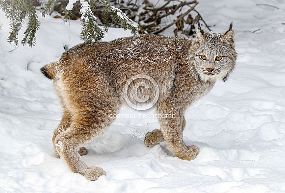 Canada Lynx