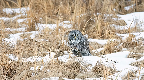 Great Grey Owl (Strix nebulosa)