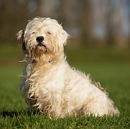 West Highland Terrier Cross
